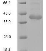 SDS-PAGE separation of QP10131 followed by commassie total protein stain results in a primary band consistent with reported data for Tripartite motif-containing protein 72. These data demonstrate Greater than 90% as determined by SDS-PAGE.