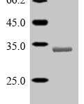 SDS-PAGE separation of QP10142 followed by commassie total protein stain results in a primary band consistent with reported data for Serine protease 29. These data demonstrate Greater than 90% as determined by SDS-PAGE.