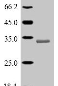 SDS-PAGE separation of QP10142 followed by commassie total protein stain results in a primary band consistent with reported data for Serine protease 29. These data demonstrate Greater than 90% as determined by SDS-PAGE.