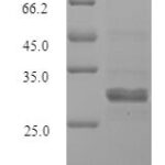 SDS-PAGE separation of QP10146 followed by commassie total protein stain results in a primary band consistent with reported data for Sal-like protein 2. These data demonstrate Greater than 90% as determined by SDS-PAGE.