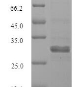 SDS-PAGE separation of QP10146 followed by commassie total protein stain results in a primary band consistent with reported data for Sal-like protein 2. These data demonstrate Greater than 90% as determined by SDS-PAGE.