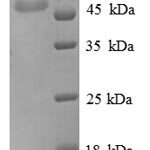 SDS-PAGE separation of QP1054 followed by commassie total protein stain results in a primary band consistent with reported data for ENO3 / beta-enolase. These data demonstrate Greater than 90% as determined by SDS-PAGE.