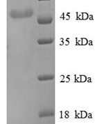 SDS-PAGE separation of QP1054 followed by commassie total protein stain results in a primary band consistent with reported data for ENO3 / beta-enolase. These data demonstrate Greater than 90% as determined by SDS-PAGE.