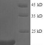 SDS-PAGE separation of QP1078 followed by commassie total protein stain results in a primary band consistent with reported data for Fragile histidine triad / FHIT. These data demonstrate Greater than 90% as determined by SDS-PAGE.