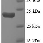 SDS-PAGE separation of QP1121 followed by commassie total protein stain results in a primary band consistent with reported data for HIF-1 alpha / HIF1A. These data demonstrate Greater than 90% as determined by SDS-PAGE.