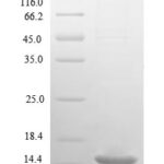 SDS-PAGE separation of QP1136 followed by commassie total protein stain results in a primary band consistent with reported data for 10 kDa heat shock protein