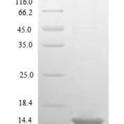 SDS-PAGE separation of QP1136 followed by commassie total protein stain results in a primary band consistent with reported data for 10 kDa heat shock protein