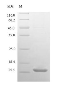 SDS-PAGE separation of QP1136 followed by commassie total protein stain results in a primary band consistent with reported data for 10 kDa heat shock protein