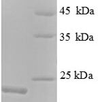 SDS-PAGE separation of QP1194 followed by commassie total protein stain results in a primary band consistent with reported data for K-Ras / K-Ras. These data demonstrate Greater than 90% as determined by SDS-PAGE.