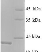 SDS-PAGE separation of QP1194 followed by commassie total protein stain results in a primary band consistent with reported data for K-Ras / K-Ras. These data demonstrate Greater than 90% as determined by SDS-PAGE.