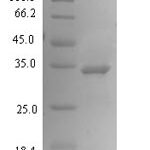 SDS-PAGE separation of QP1275 followed by commassie total protein stain results in a primary band consistent with reported data for PHOSPHO1. These data demonstrate Greater than 90% as determined by SDS-PAGE.