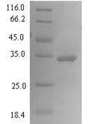 SDS-PAGE separation of QP1275 followed by commassie total protein stain results in a primary band consistent with reported data for PHOSPHO1. These data demonstrate Greater than 90% as determined by SDS-PAGE.