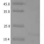 SDS-PAGE separation of QP1351 followed by commassie total protein stain results in a primary band consistent with reported data for SIRT1 / SIR2L1. These data demonstrate Greater than 90% as determined by SDS-PAGE.