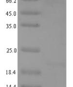 SDS-PAGE separation of QP1351 followed by commassie total protein stain results in a primary band consistent with reported data for SIRT1 / SIR2L1. These data demonstrate Greater than 90% as determined by SDS-PAGE.
