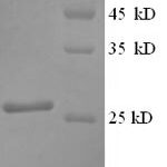 SDS-PAGE separation of QP1354 followed by commassie total protein stain results in a primary band consistent with reported data for SNAP25 / SUP. These data demonstrate Greater than 90% as determined by SDS-PAGE.