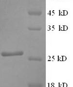 SDS-PAGE separation of QP1354 followed by commassie total protein stain results in a primary band consistent with reported data for SNAP25 / SUP. These data demonstrate Greater than 90% as determined by SDS-PAGE.