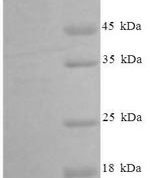 SDS-PAGE separation of QP1492 followed by commassie total protein stain results in a primary band consistent with reported data for MCP-3 / CCL7. These data demonstrate Greater than 90% as determined by SDS-PAGE.