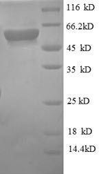 SDS-PAGE separation of QP2072 followed by commassie total protein stain results in a primary band consistent with reported data for CD14. These data demonstrate Greater than 90% as determined by SDS-PAGE.