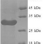 SDS-PAGE separation of QP2841 followed by commassie total protein stain results in a primary band consistent with reported data for LILRA5. These data demonstrate Greater than 90% as determined by SDS-PAGE.