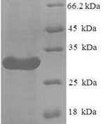 SDS-PAGE separation of QP2841 followed by commassie total protein stain results in a primary band consistent with reported data for LILRA5. These data demonstrate Greater than 90% as determined by SDS-PAGE.