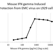 QP4141 IFNG / Interferon Gamma