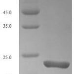 SDS-PAGE separation of QP4435 followed by commassie total protein stain results in a primary band consistent with reported data for TREM2. These data demonstrate Greater than 90% as determined by SDS-PAGE.