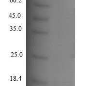 SDS-PAGE separation of QP4994 followed by commassie total protein stain results in a primary band consistent with reported data for CCL8 / MCP-2. These data demonstrate Greater than 90% as determined by SDS-PAGE.