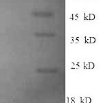 SDS-PAGE separation of QP4998 followed by commassie total protein stain results in a primary band consistent with reported data for GDF-15. These data demonstrate Greater than 90% as determined by SDS-PAGE.