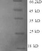 SDS-PAGE separation of QP4998 followed by commassie total protein stain results in a primary band consistent with reported data for GDF-15. These data demonstrate Greater than 90% as determined by SDS-PAGE.