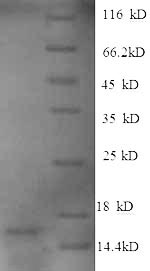 SDS-PAGE separation of QP4998 followed by commassie total protein stain results in a primary band consistent with reported data for GDF-15. These data demonstrate Greater than 90% as determined by SDS-PAGE.