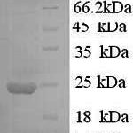 SDS-PAGE separation of QP5000 followed by commassie total protein stain results in a primary band consistent with reported data for Interferon alpha 10 / IFNA10. These data demonstrate Greater than 90% as determined by SDS-PAGE.