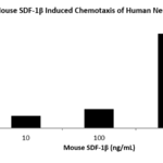 QP5216 CXCL12 / SDF-1 Isoform beta