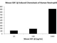 QP5216 CXCL12 / SDF-1 Isoform beta