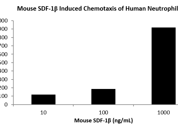 QP5216 CXCL12 / SDF-1 Isoform beta