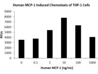 QP5252 CCL2 / MCP-1 / MCP1