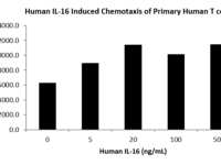 QP5266 IL16 / Interleukin-16