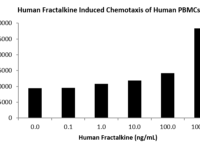 QP5299 Fractalkine / CX3CL1