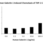 QP5341 Galectin-1 / LGALS1