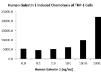 QP5341 Galectin-1 / LGALS1