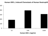 QP5378 IFNG / Interferon Gamma