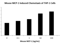 QP5449 CCL2 / MCP-1 / MCP1