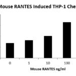 QP5453 CCL5 / RANTES