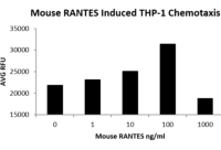 QP5453 CCL5 / RANTES