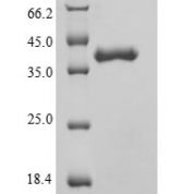 SDS-PAGE separation of QP5601 followed by commassie total protein stain results in a primary band consistent with reported data for Phosphatidylcholine translocator ABCB4. These data demonstrate Greater than 90% as determined by SDS-PAGE.
