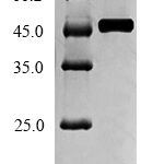 SDS-PAGE separation of QP5605 followed by commassie total protein stain results in a primary band consistent with reported data for ACADM. These data demonstrate Greater than 90% as determined by SDS-PAGE.