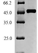 SDS-PAGE separation of QP5605 followed by commassie total protein stain results in a primary band consistent with reported data for ACADM. These data demonstrate Greater than 90% as determined by SDS-PAGE.