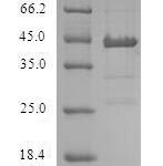 SDS-PAGE separation of QP5608 followed by commassie total protein stain results in a primary band consistent with reported data for ACP1 / LMW-PTP. These data demonstrate Greater than 80% as determined by SDS-PAGE.