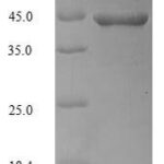 SDS-PAGE separation of QP5610 followed by commassie total protein stain results in a primary band consistent with reported data for Actin