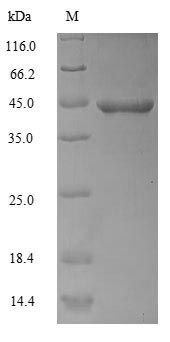 SDS-PAGE separation of QP5610 followed by commassie total protein stain results in a primary band consistent with reported data for Actin