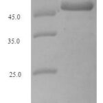 SDS-PAGE separation of QP5611 followed by commassie total protein stain results in a primary band consistent with reported data for Adenosine deaminase. These data demonstrate Greater than 90% as determined by SDS-PAGE.